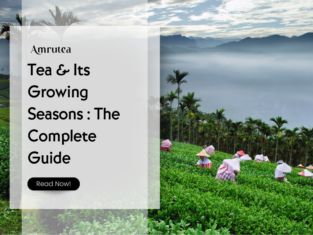 Tea & Its Growing Seasons : The Complete Guide | Amrutea