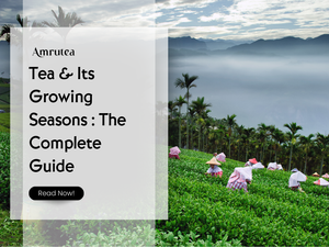 Tea & Its Growing Seasons : The Complete Guide | Amrutea