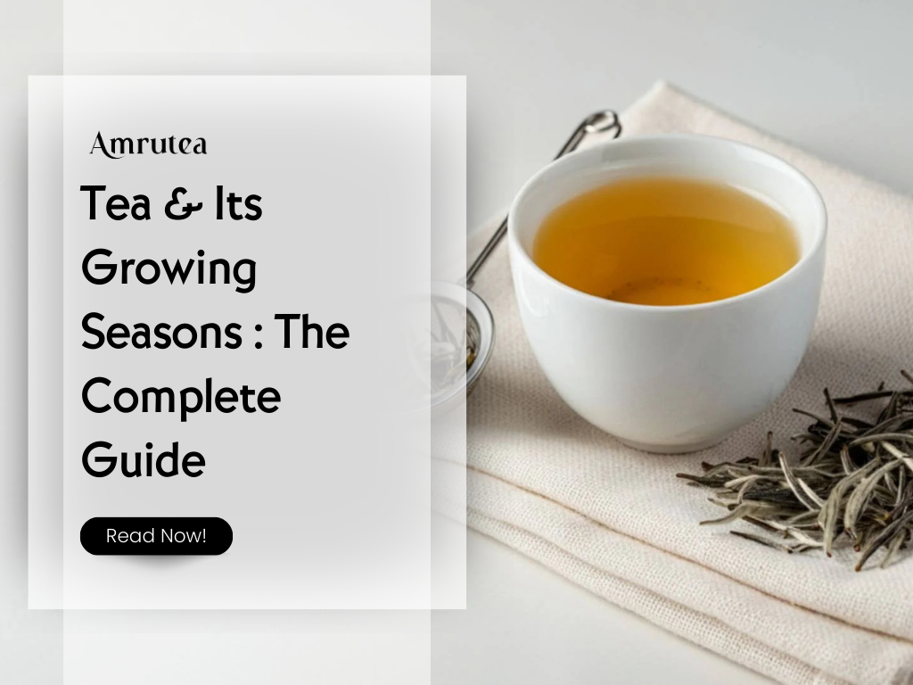 What Is White Tea: Benefits & Differences  | Amrutea