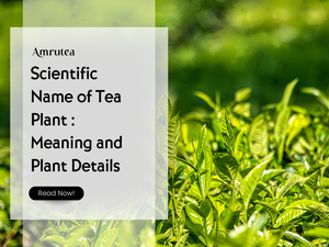 Scientific Name of Tea Plant : Meaning and Plant Details | Amrutea