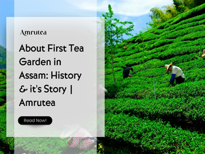 About First Tea Garden in Assam: History & it's Story | Amrutea